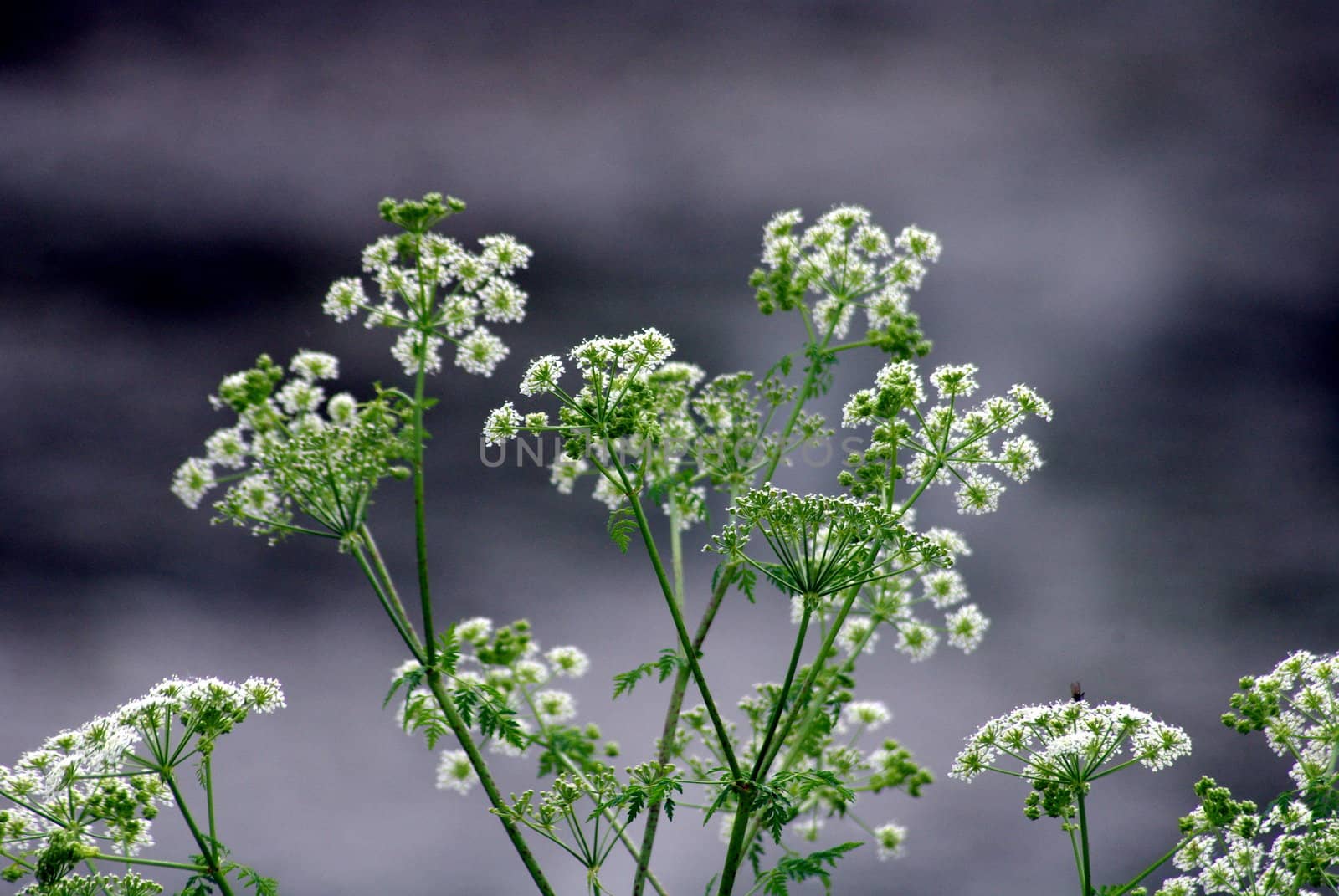 weed known as queen anne's lace