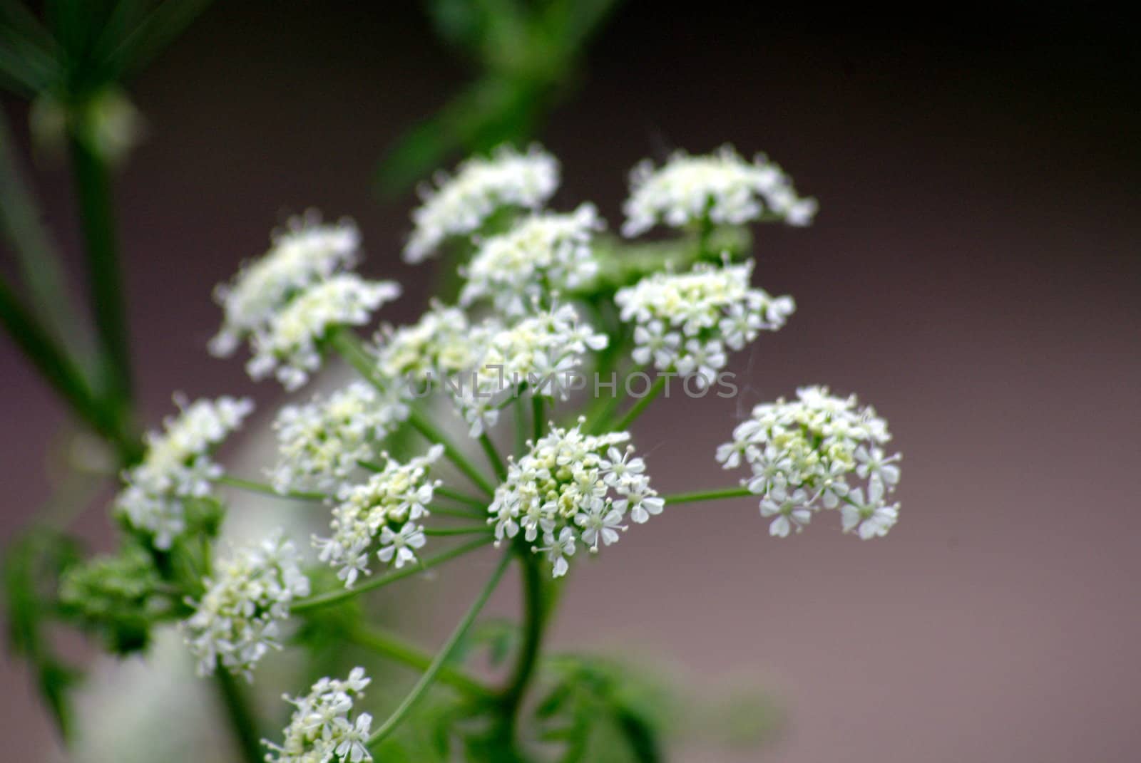 flowering Queen Anne's lace