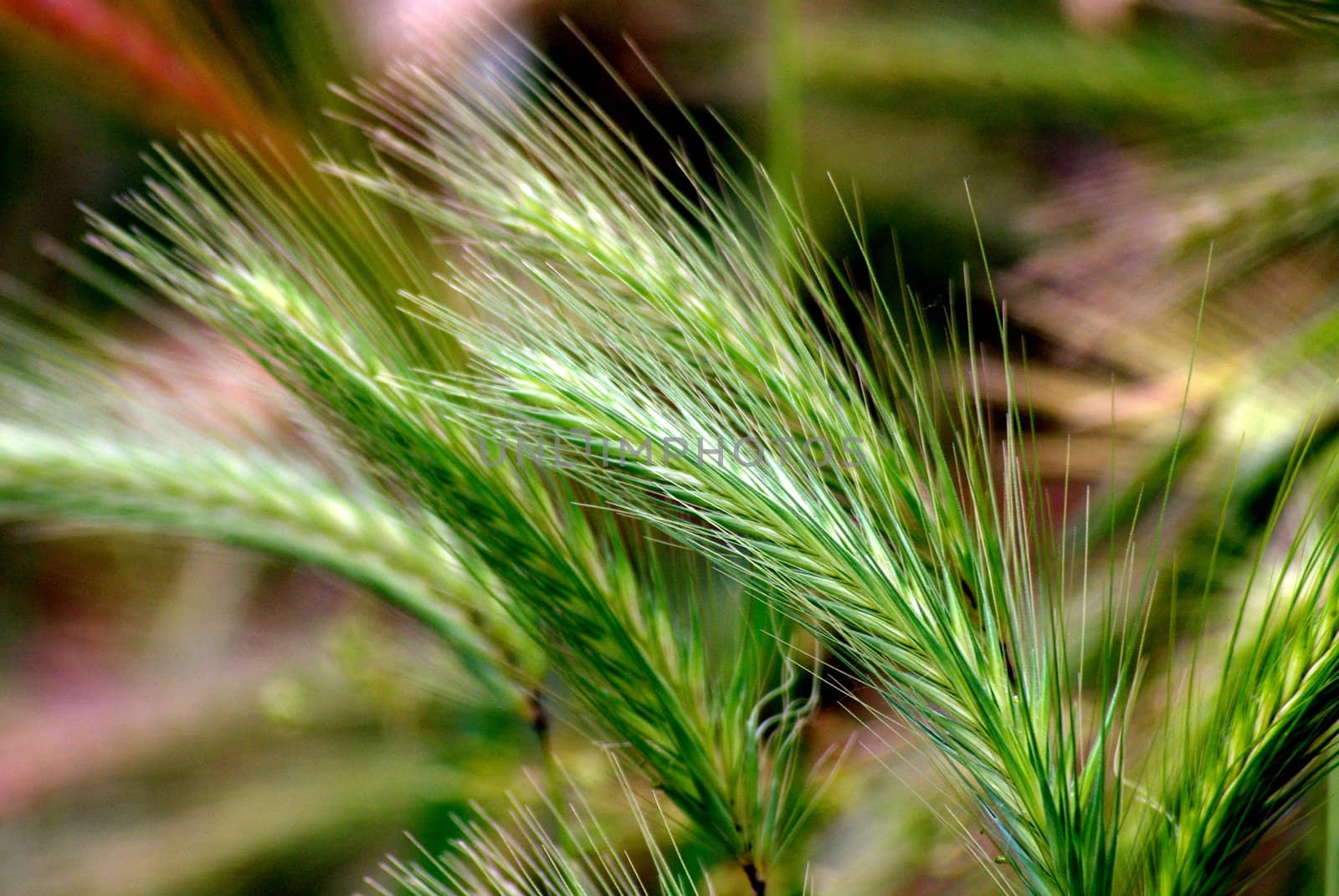 Grass
