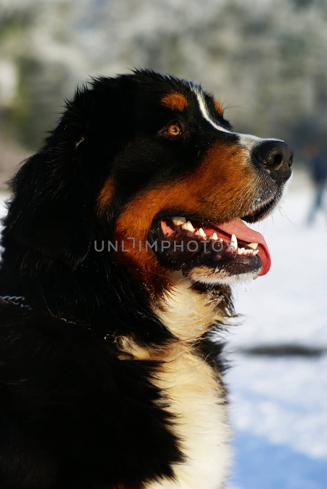 Portrait of a bernese mountain dog sitting outside in a snowy surrounding.
