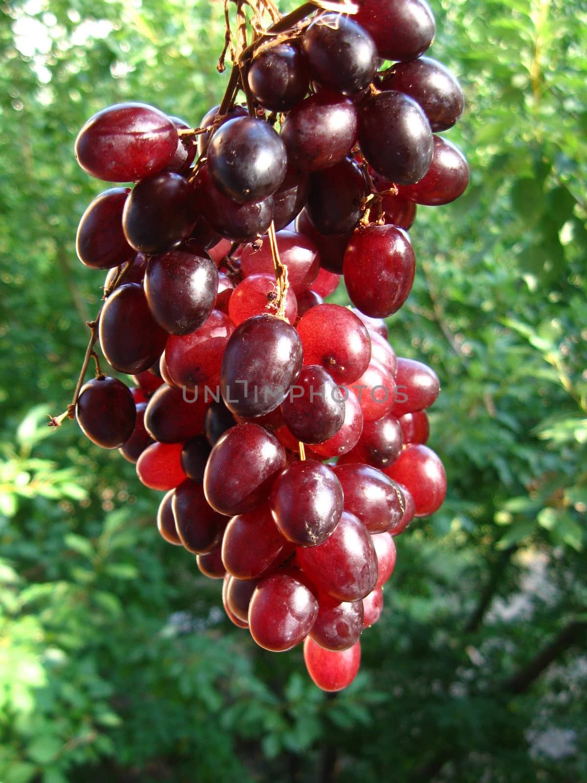 red grape on the green leaves  background