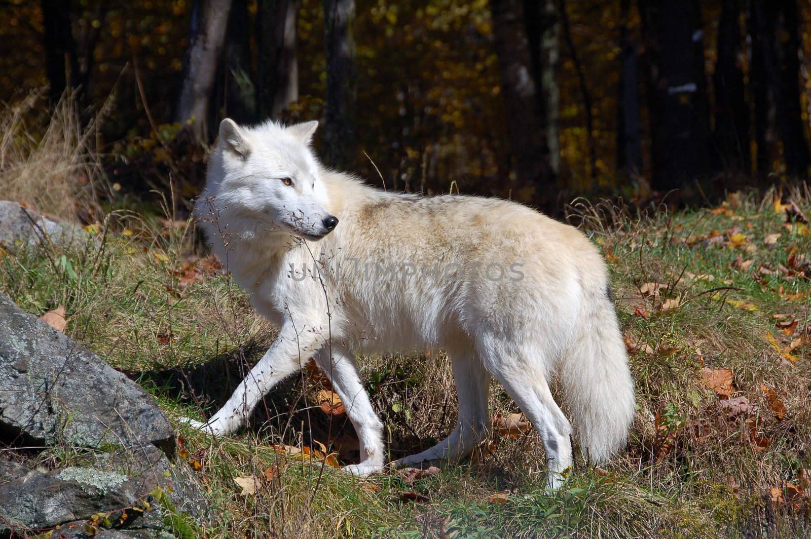 Arctic wolf in a majestic forest in autumn