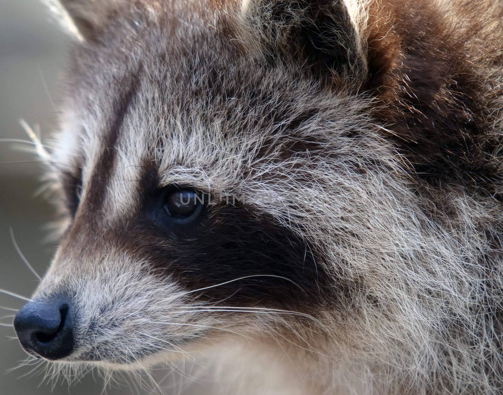 Close-up portrait of a wild raccoon