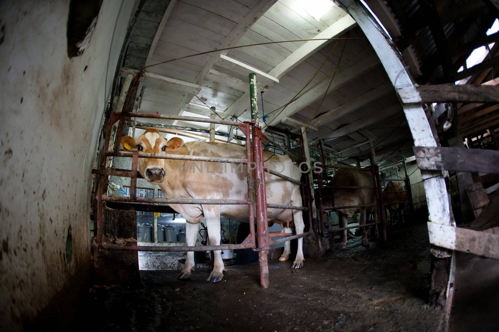 Cow waiting to be milked on a dairy farm