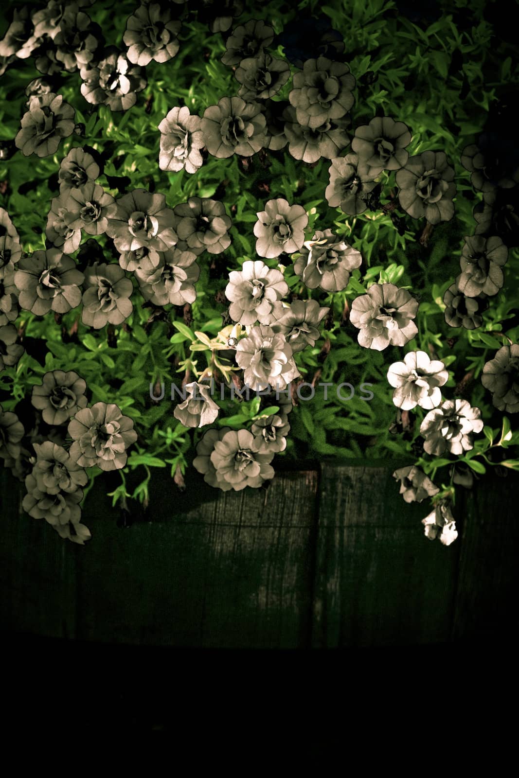 creative purple petunia in an old wooden flowerpot