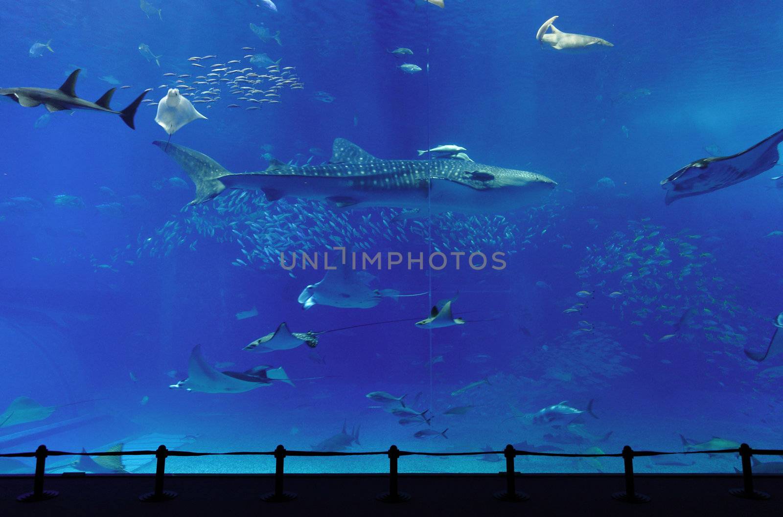 aquarium with whale shark in Okinawa