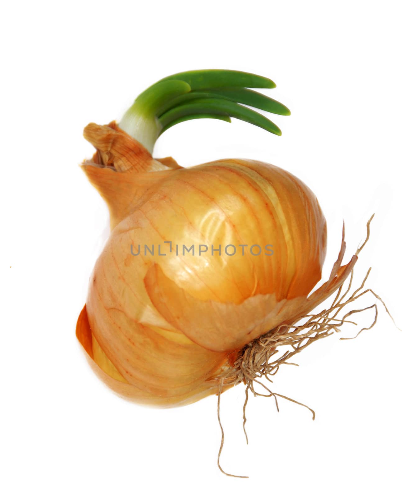 golden onion green sprout over white background