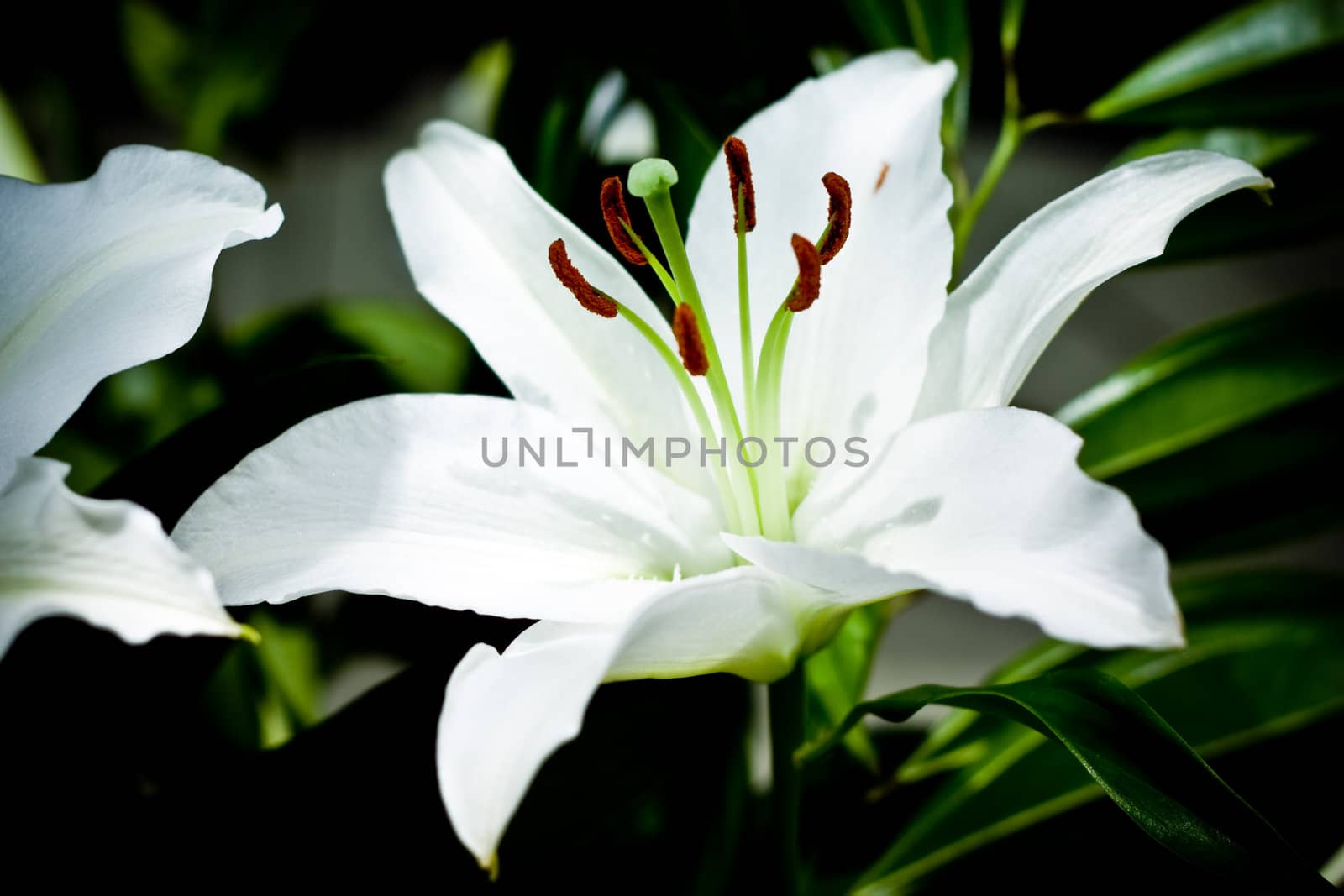 close-up of one white lily with green leaves