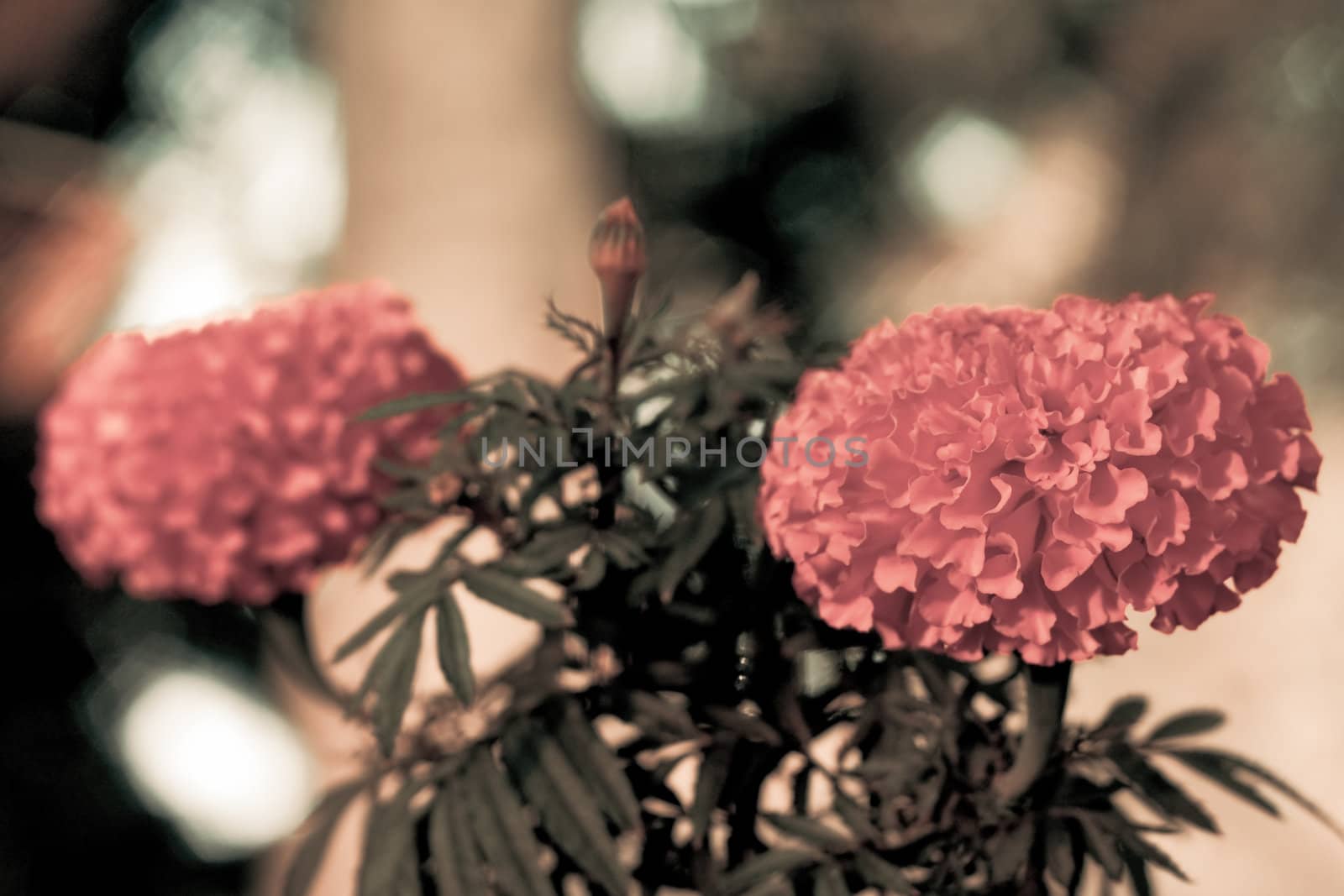 two marigold in a sunny day on blurry background