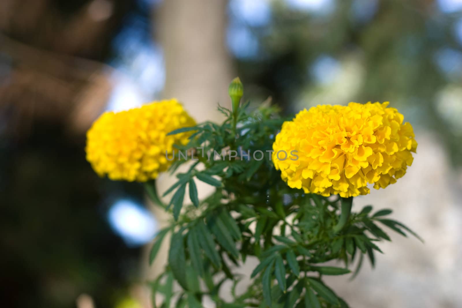 two marigold in a sunny day on blurry background