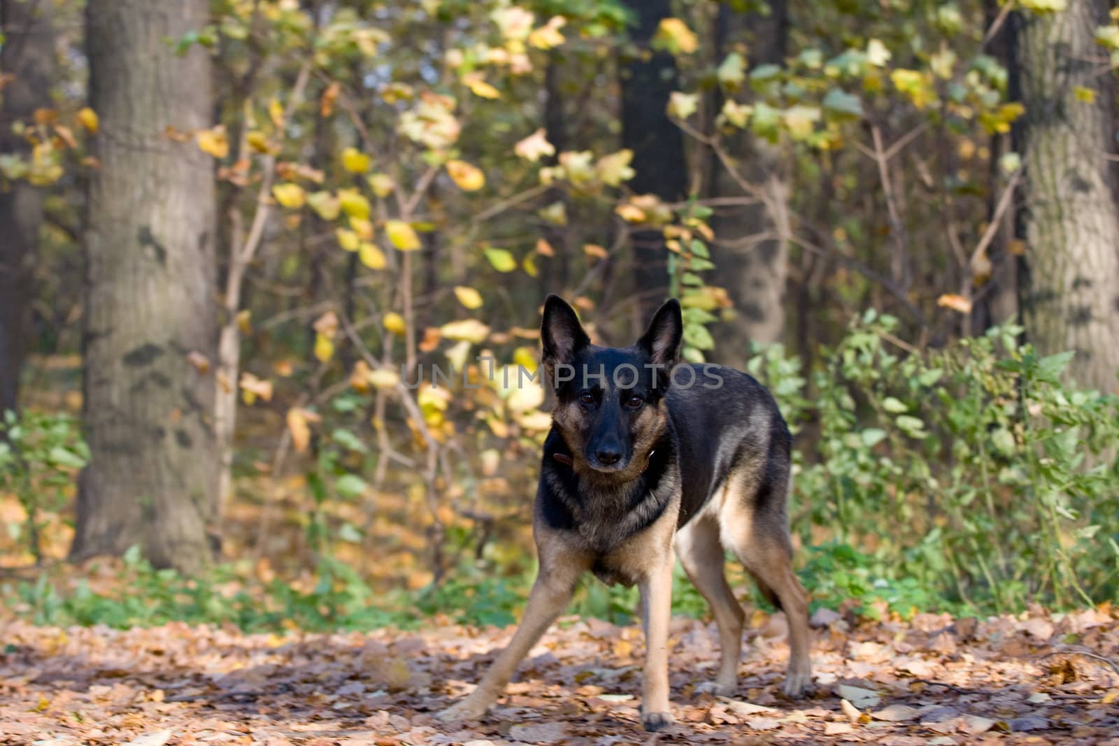 plaing dog in autumn forest
