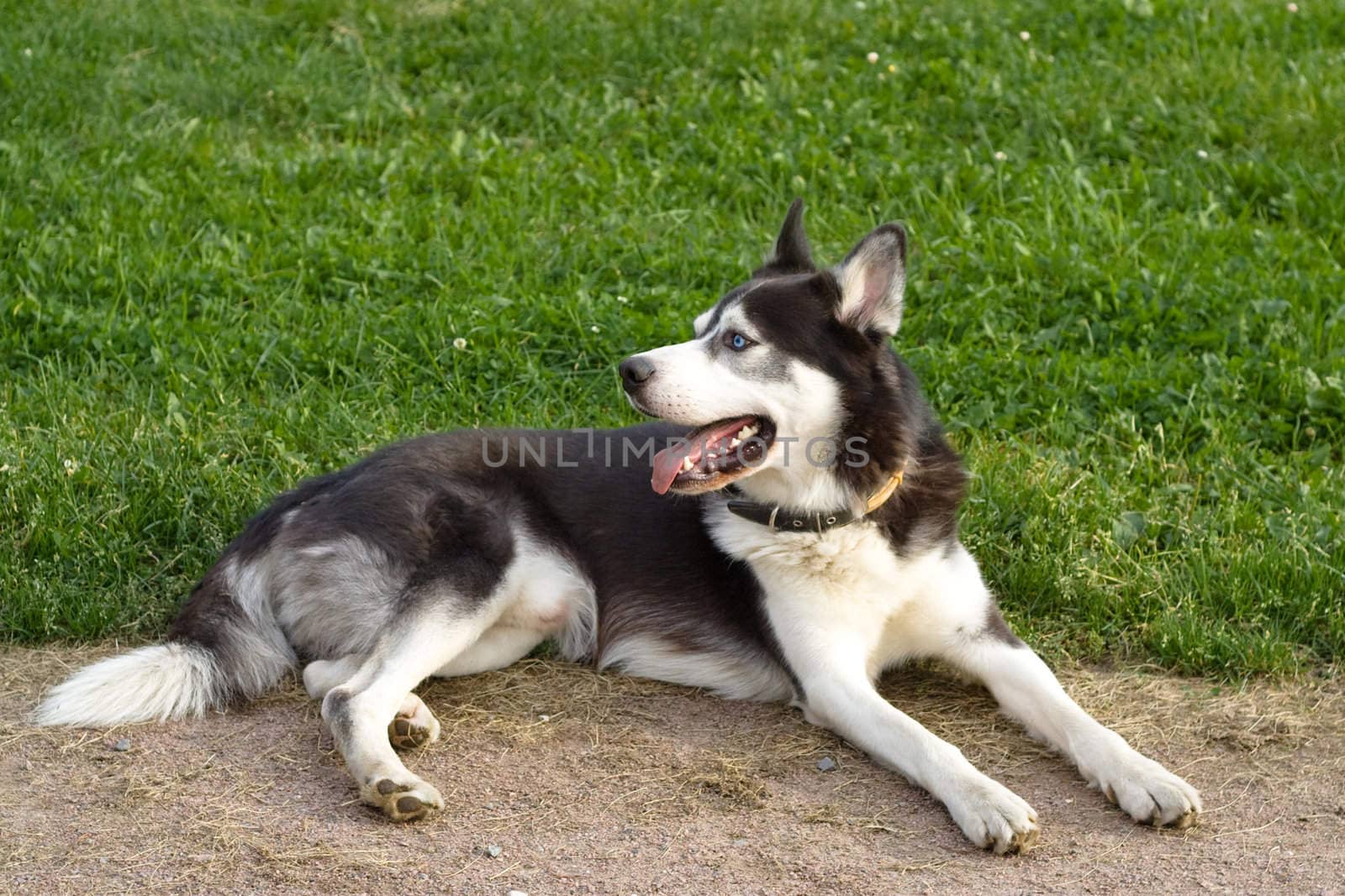 Dog lying on road near green field
