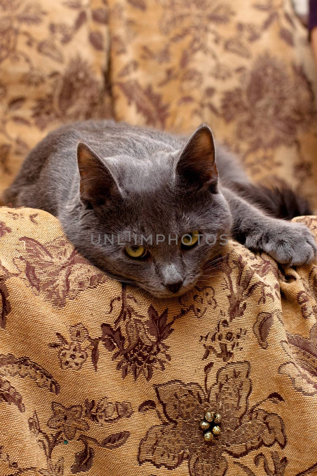 grey cat lying on gobelin
