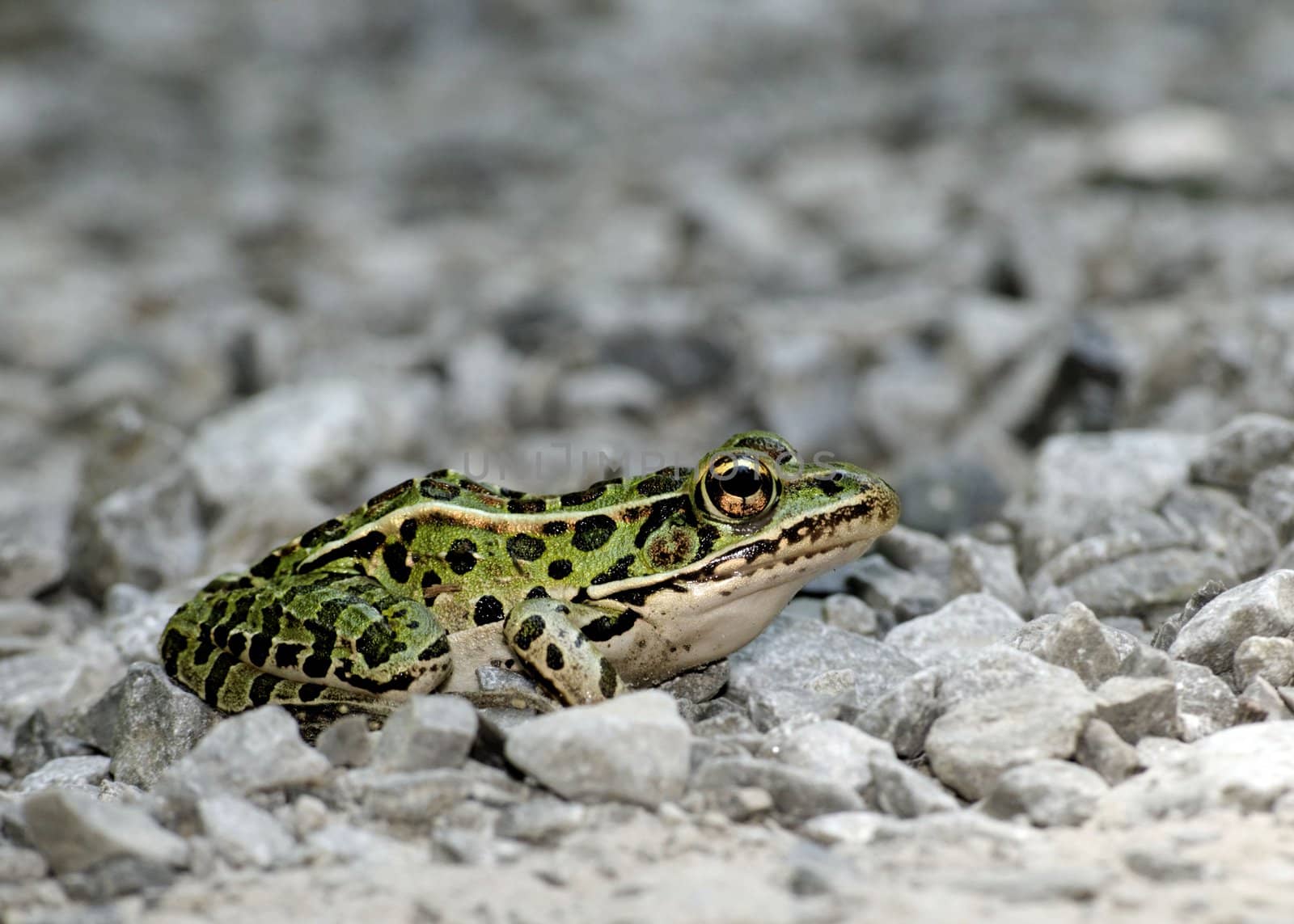 A close-up shot of a leopard frog sitting in stones.