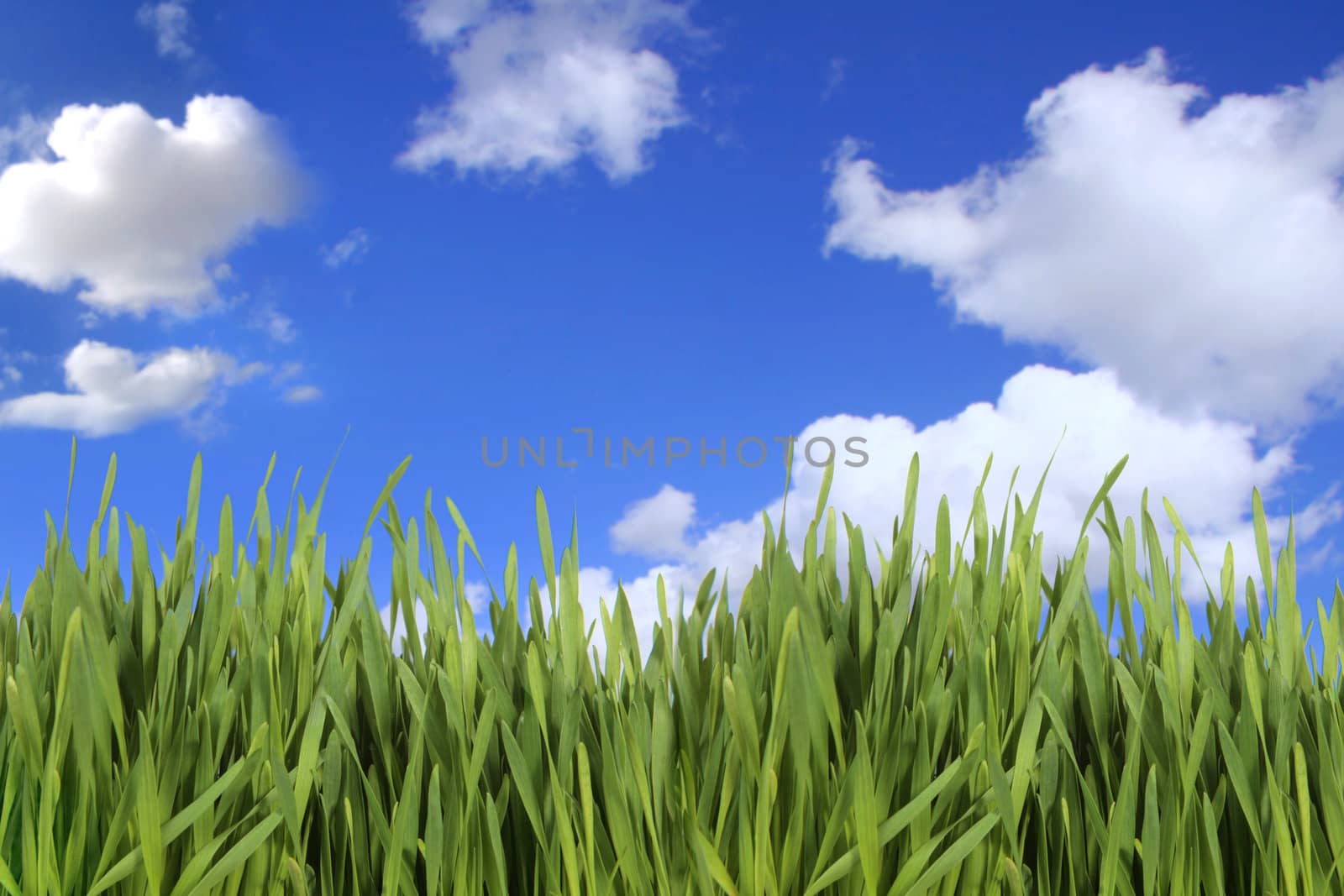 Bright Green Grass Against a Cloudy Sky