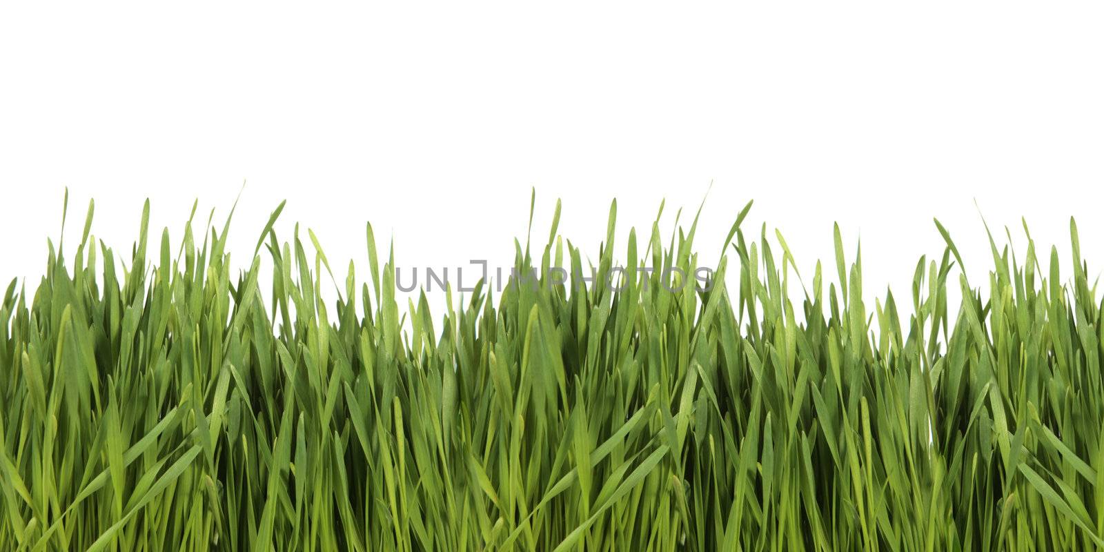 Isolated Fresh Green Grass on White Background
