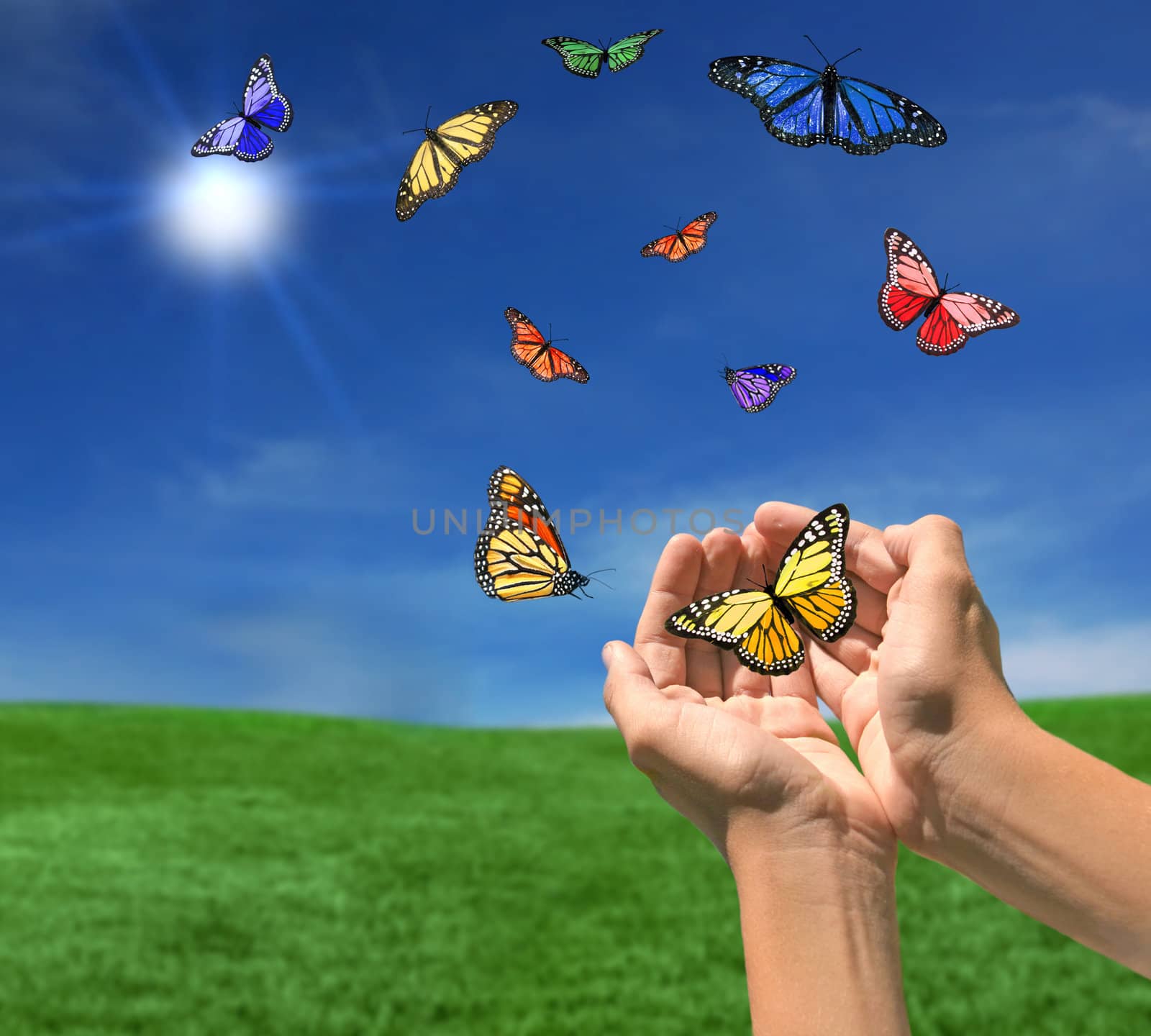 Butterflies Flying Outdoors Towards the Sun by tobkatrina