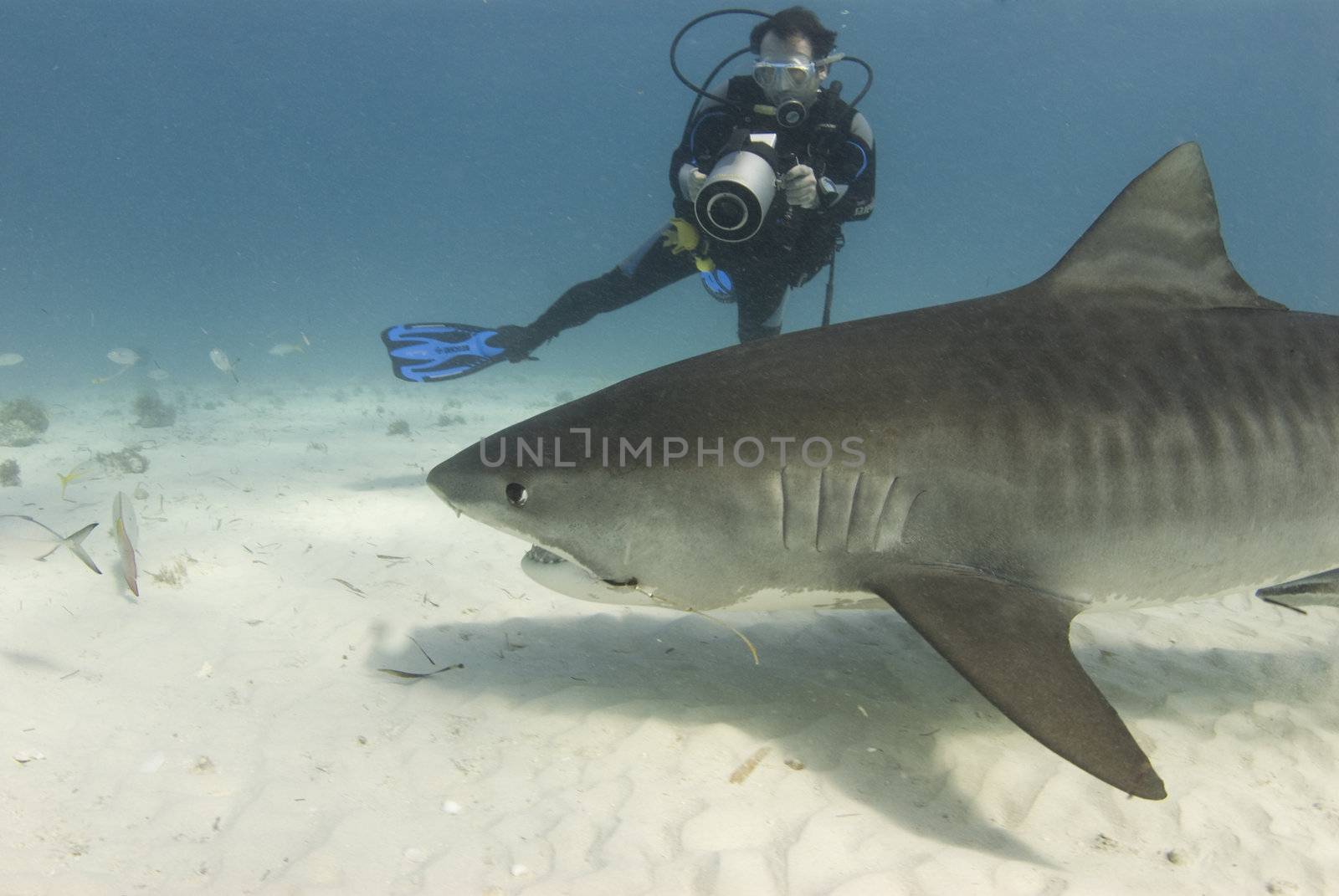 A scuba diver films a tiger shark (Galeocerdo cuvier) as she swims past while scavenging for food