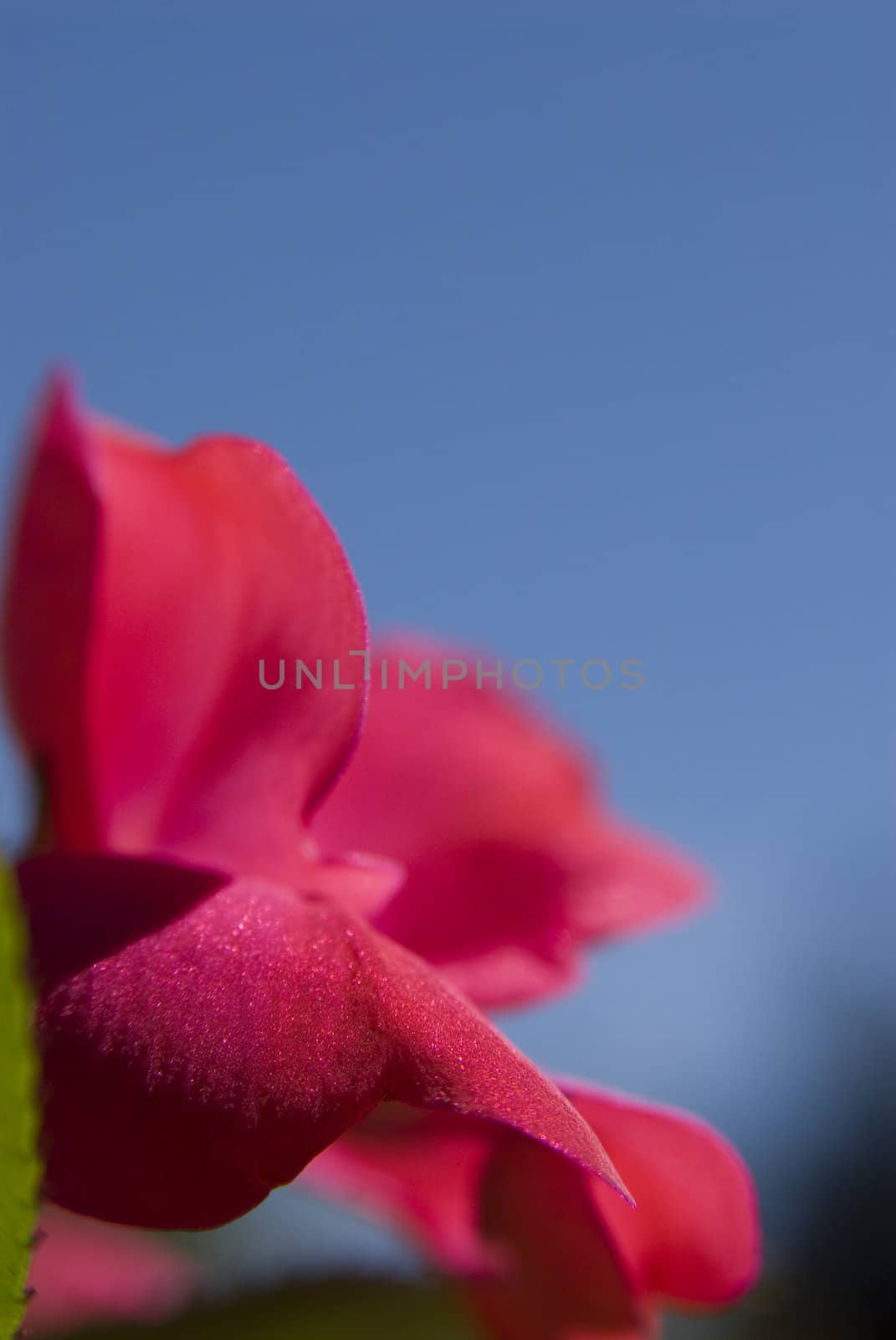 Close-up shallow depth of field image of a red flower against a bright clear blue sky
