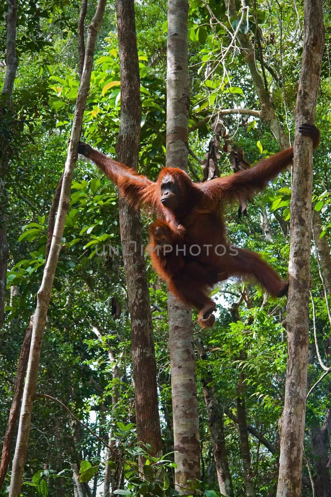 Female of the orangutan with a cub. /  In wild wood of Borneo the female with a cub makes the way on trees.