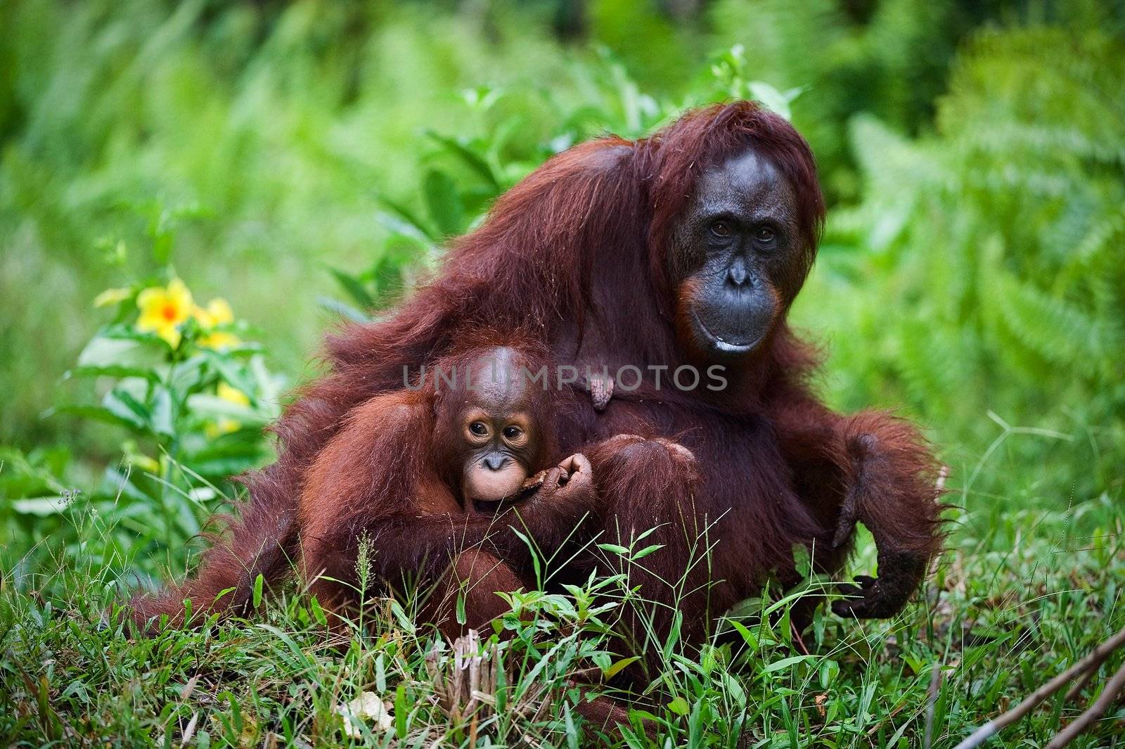 Female the orangutan with the kid on a grass./ Indonesia.Borneo.