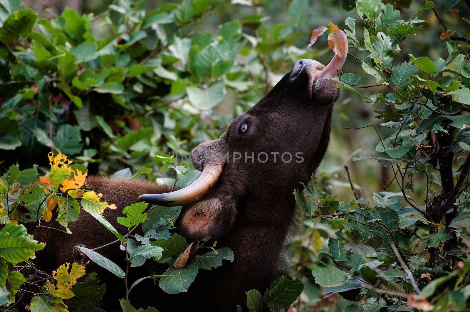 Large wild bull Gaur a long tongue breaks leaves from bushes and trees.