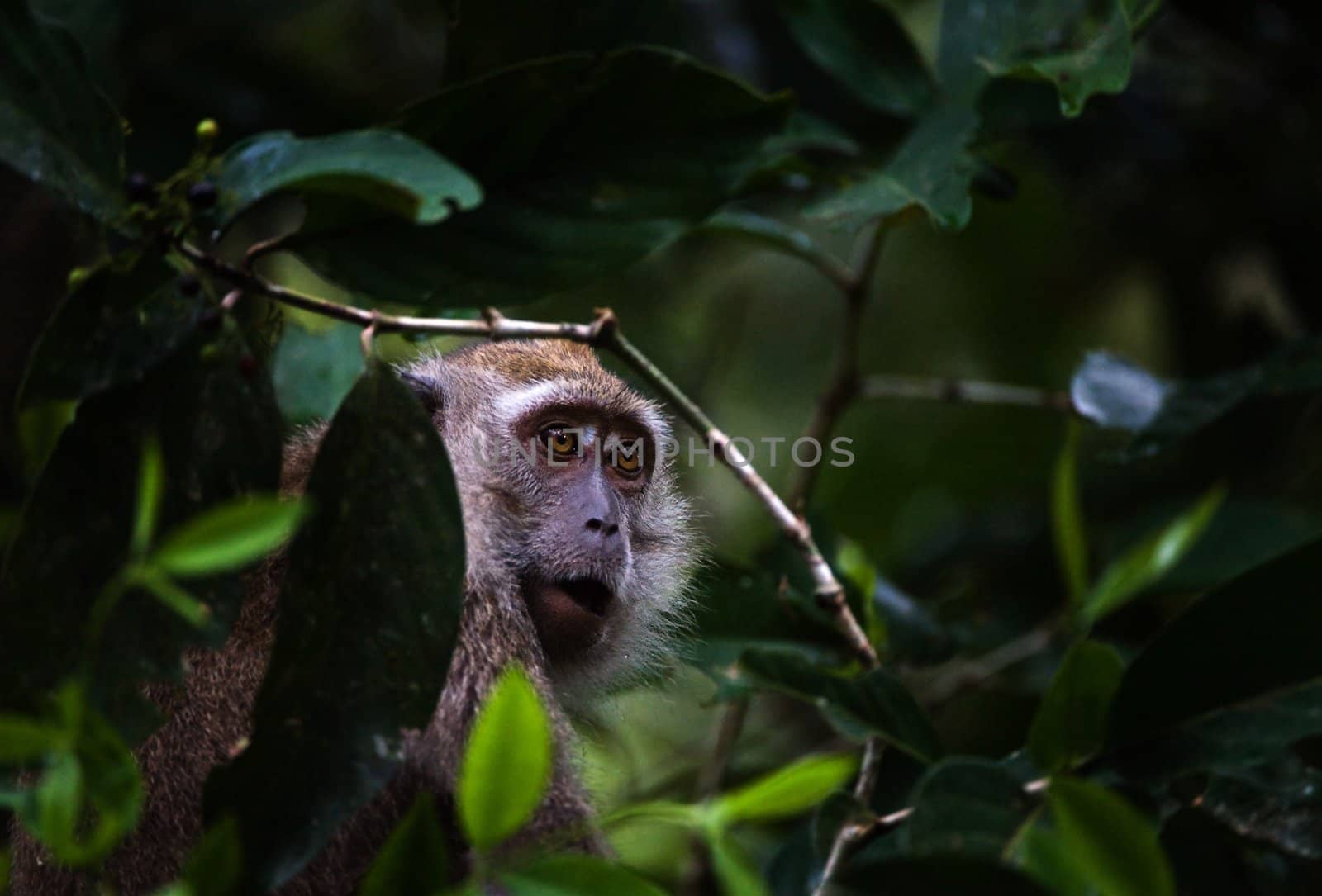 The monkey hides in tree branches./ by SURZ