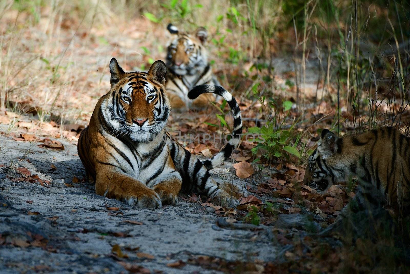 India Three Bengal Tigers on a wood glade 