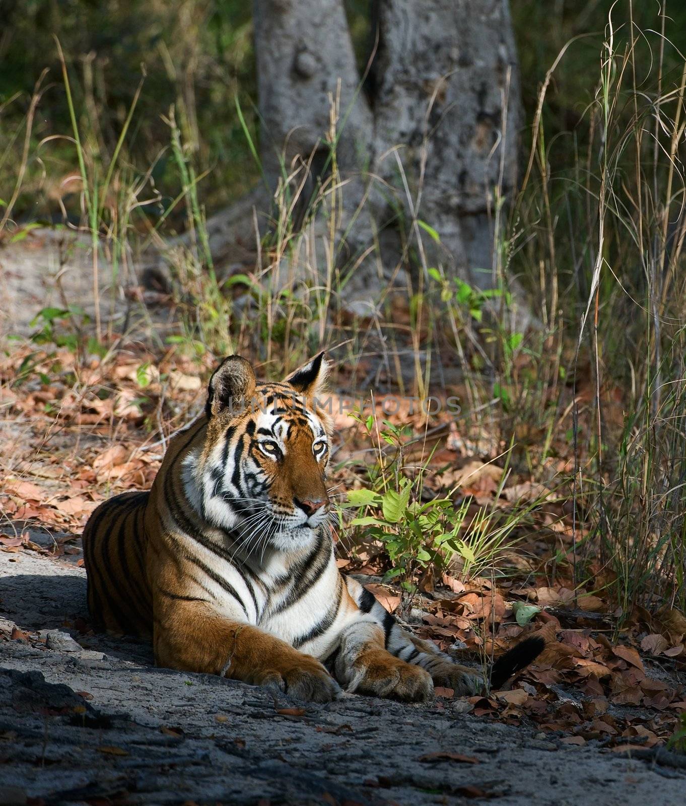 Tigress. / In a sunny day the tigress lies on a wood glade. India.Bandhavgarh National Park