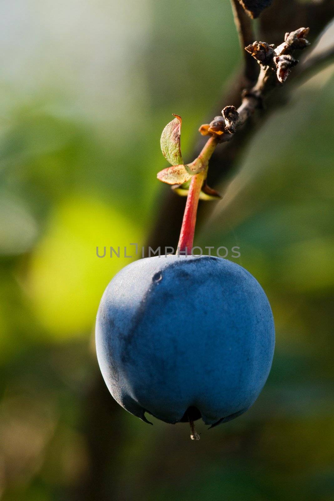 Blueberry close up with softly dim background