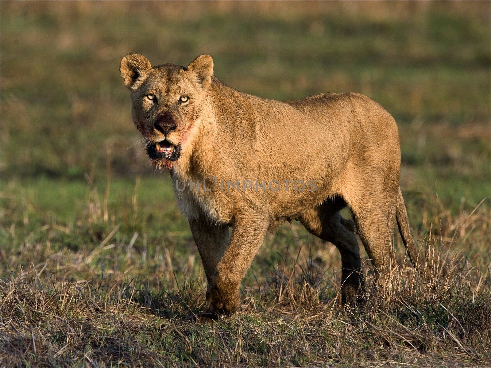 Lioness with a predatory sight and the muzzle stained with blood after meal.