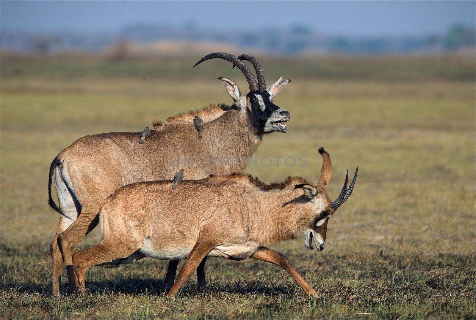 Marriage games of antelope Roan. Birdies participate.The Roan Antelope. 
