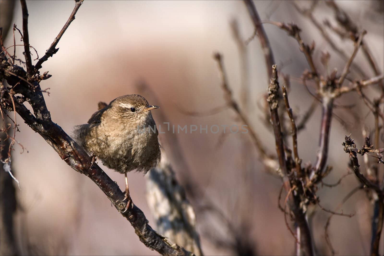 The wren. by SURZ