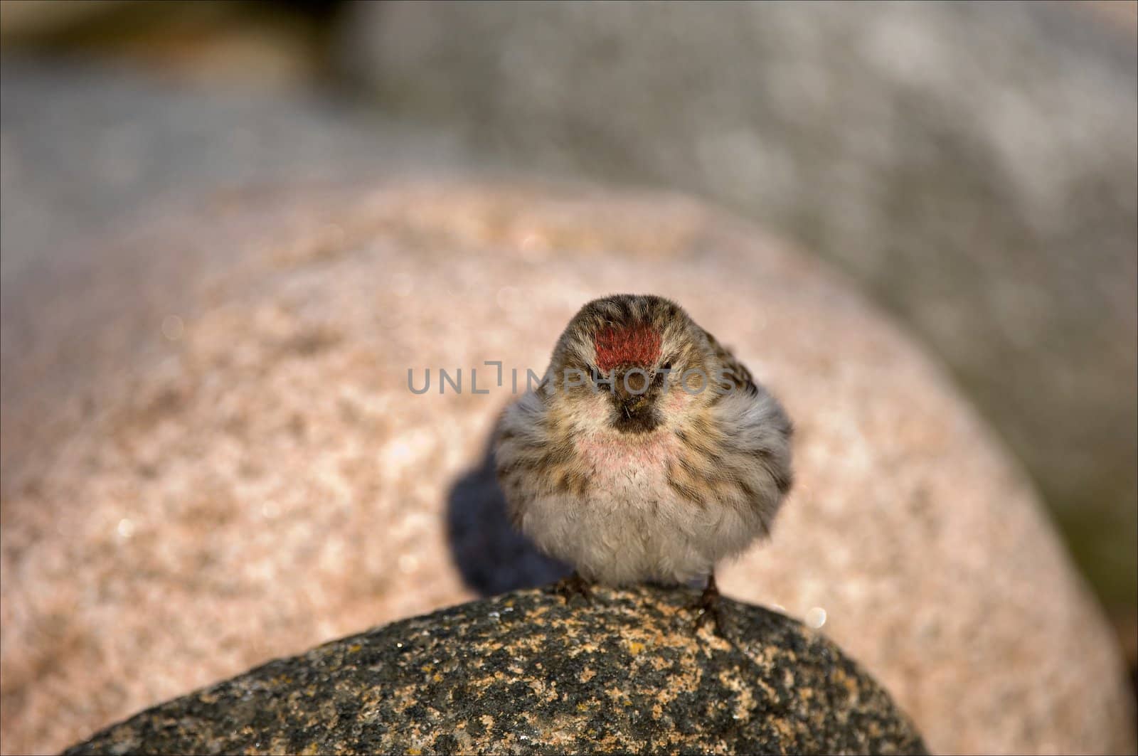 The wren sits on a stone and was puffed up as a ball.