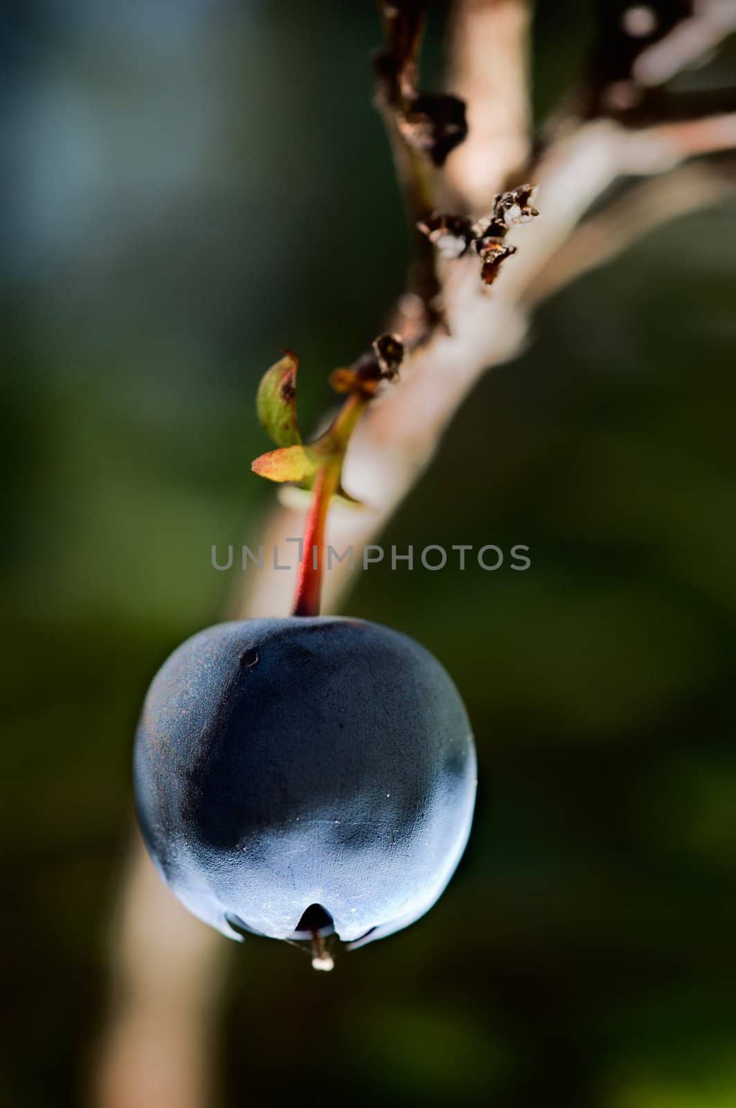 Blueberry close up with softly dim background.