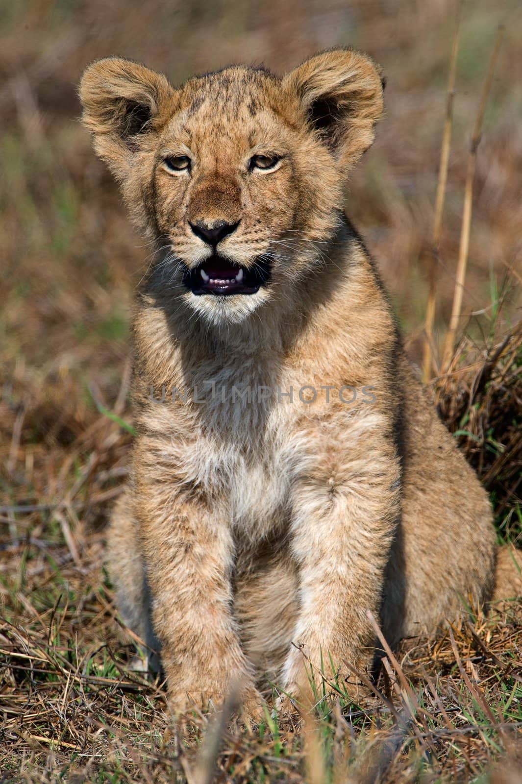 Young lion on a shining sun. Zambia. Africa.
