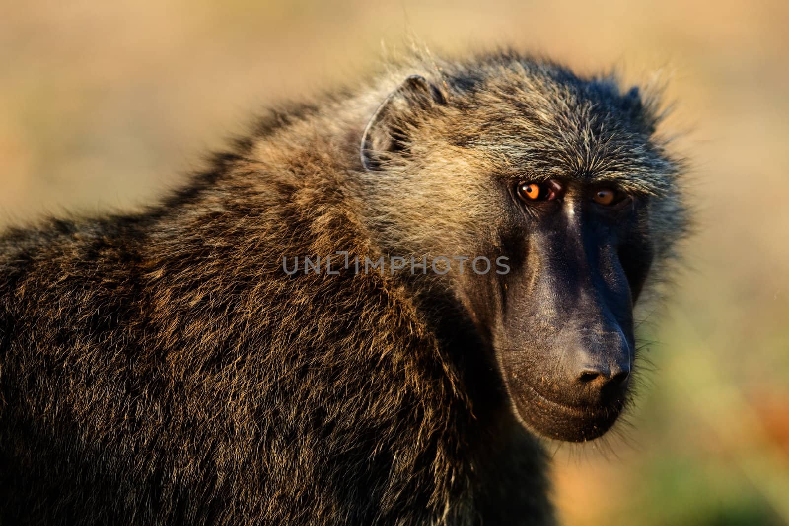 Portrait of a baboon. /  In beams of a rising sun the baboon has turned back.