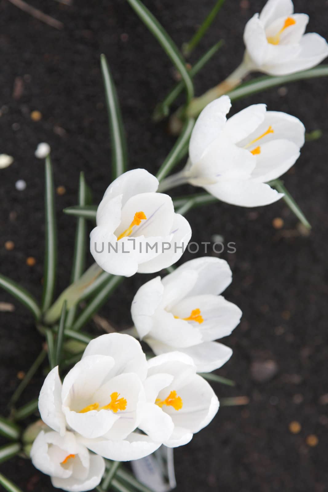 White crocuses