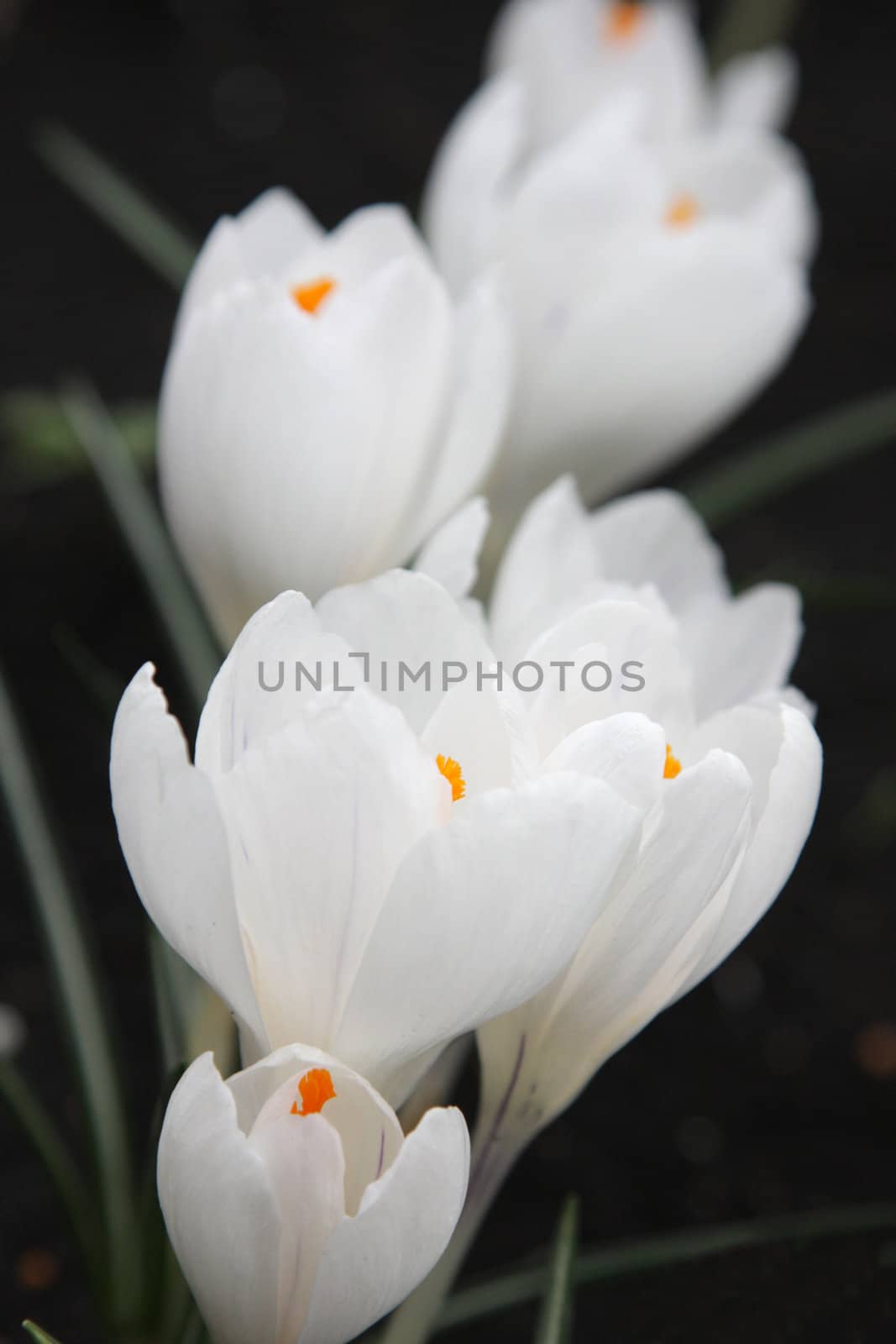 White crocuses large (small depth of field)