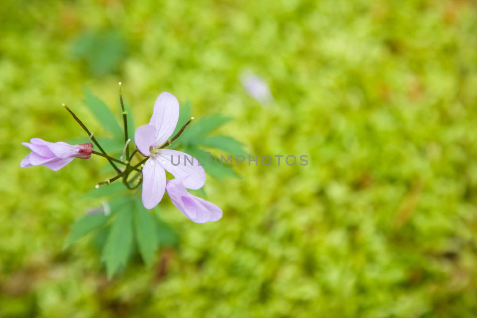 Pink flower on a background of moss (shallow depth-of-field) by elenica