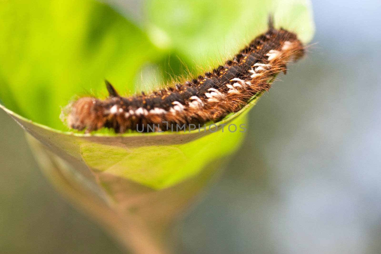 Caterpillar by AGorohov