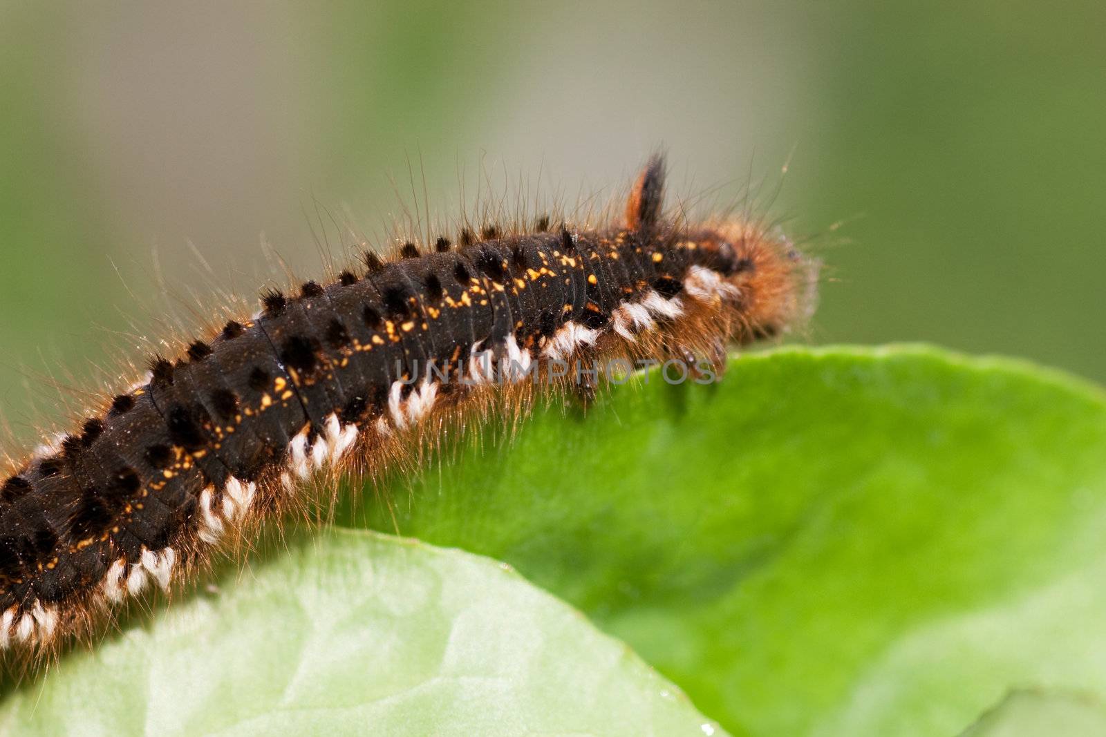 Macro view of hairy caterpillar on a leaf