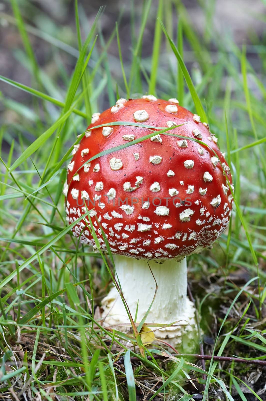 Detail of the fly poison amanita - poisonous mushroom