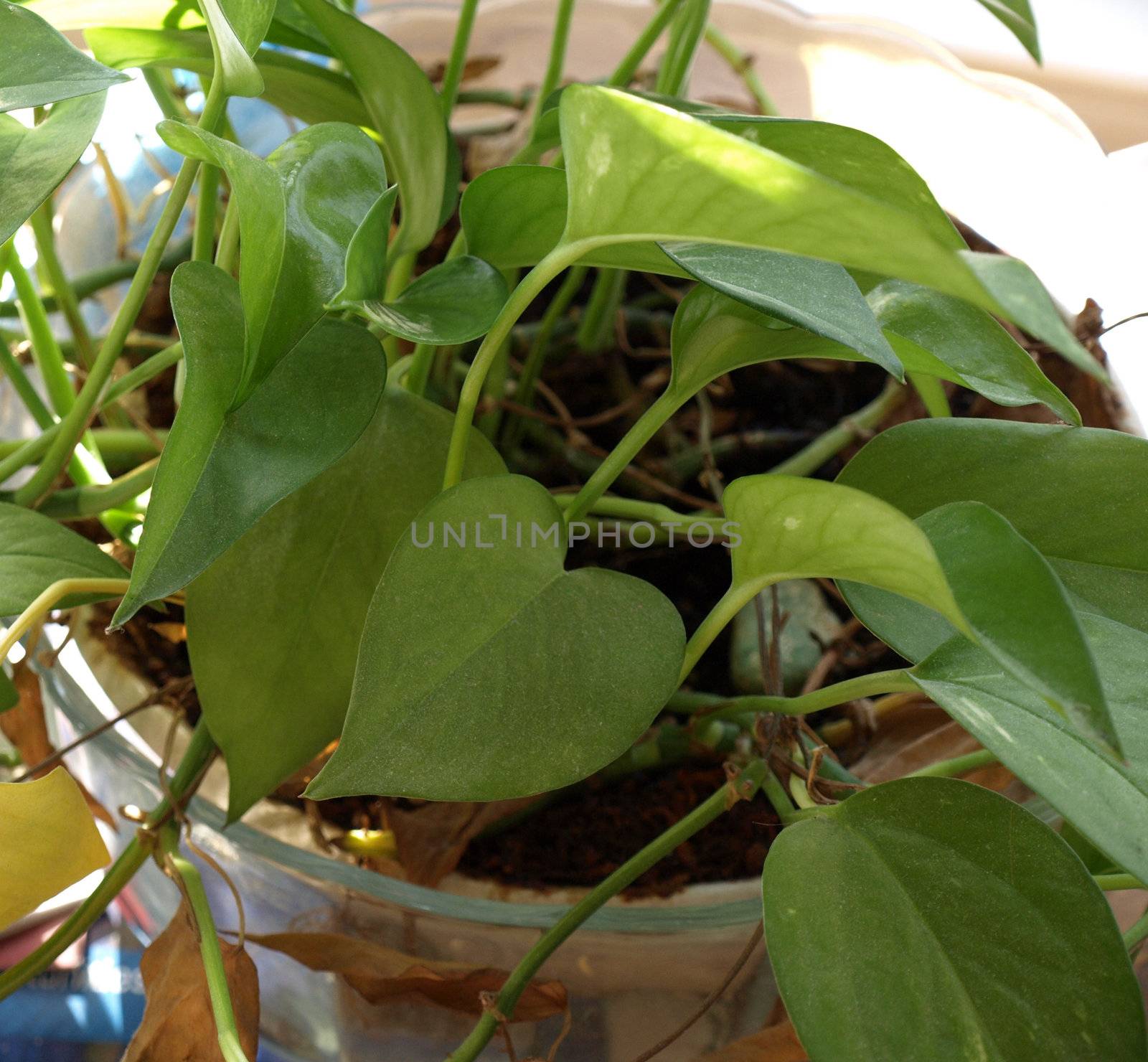 A green house plant in a bowl 