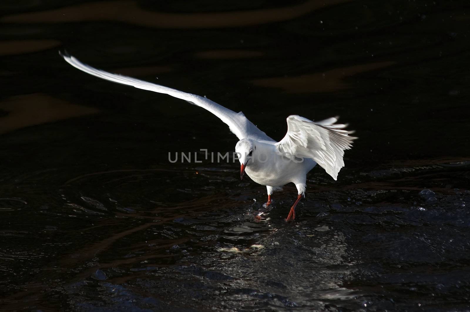 Shot of the flying gull - laughing gull