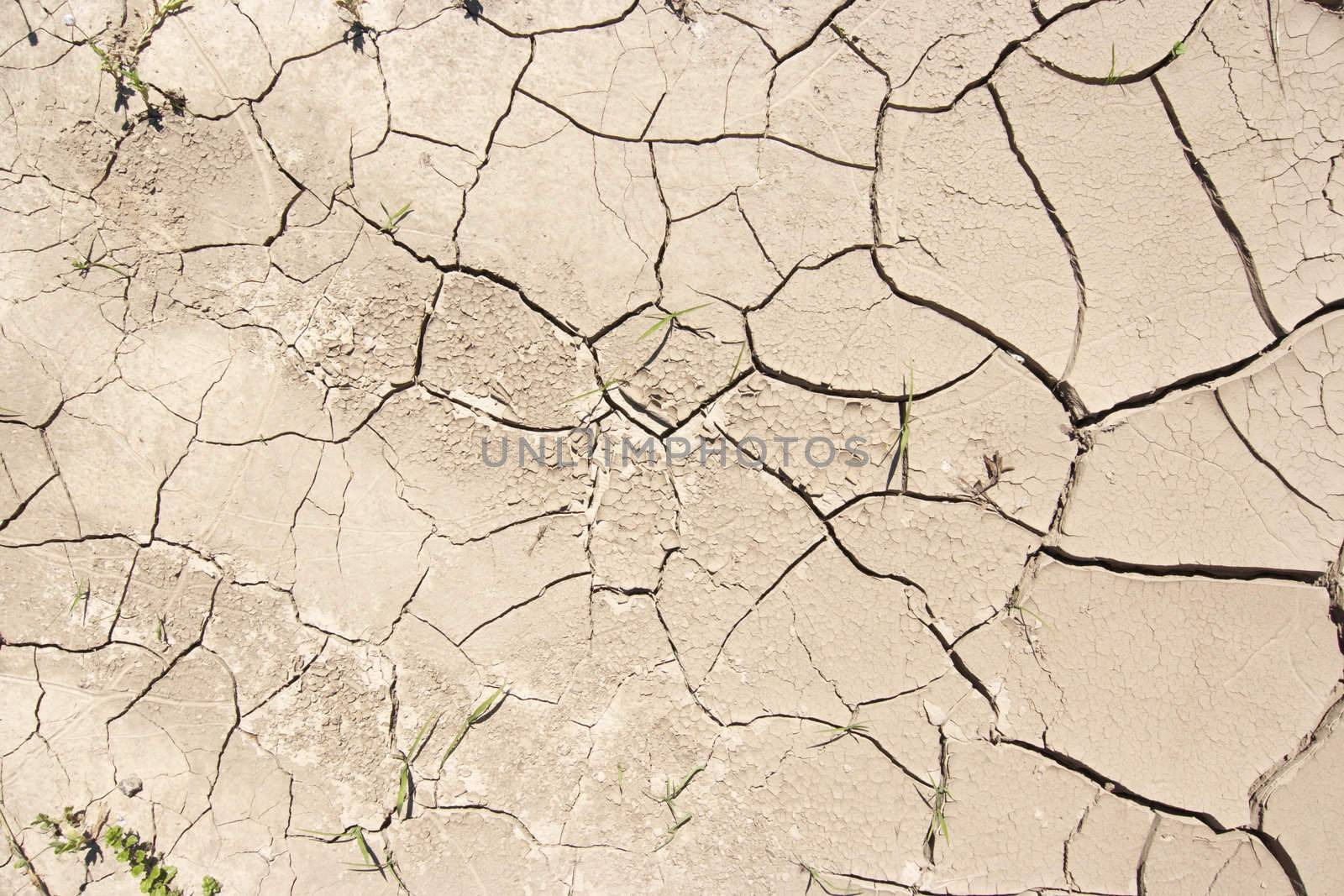 Detail of the parched earth