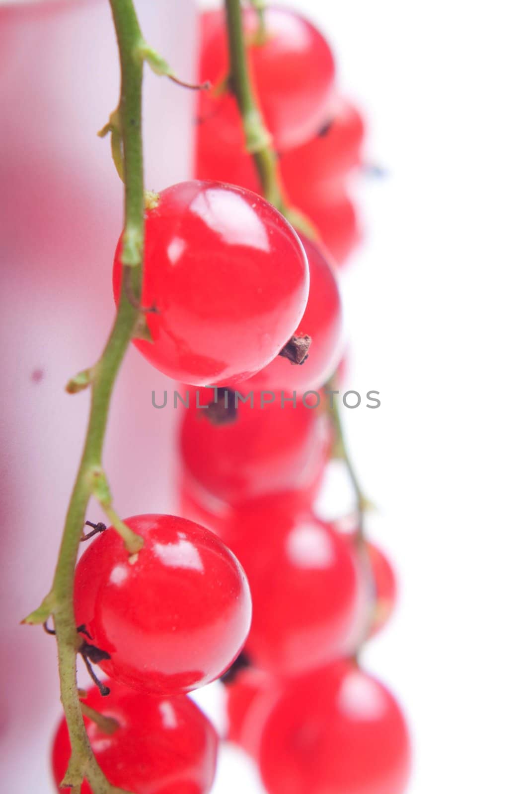 Shot of fresh red currant, healthy eating