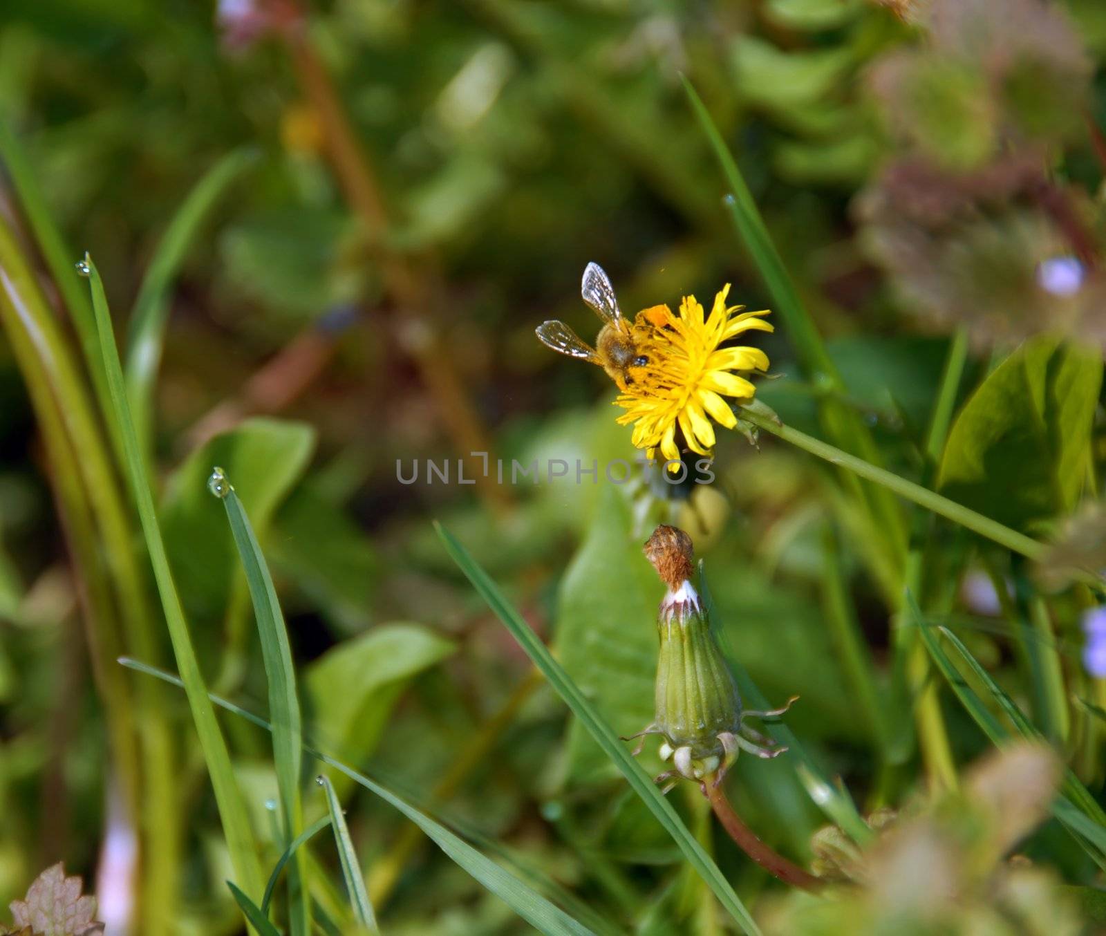 bee on yellow dandelion flower over blur green natural background