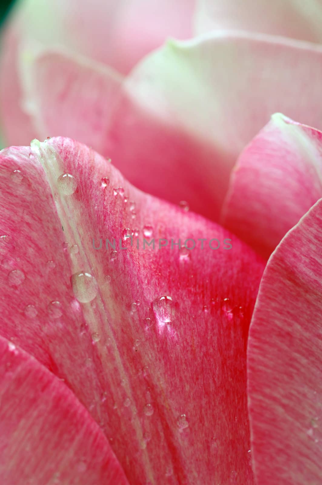 Lots of pink tulips's petals Abstract background.