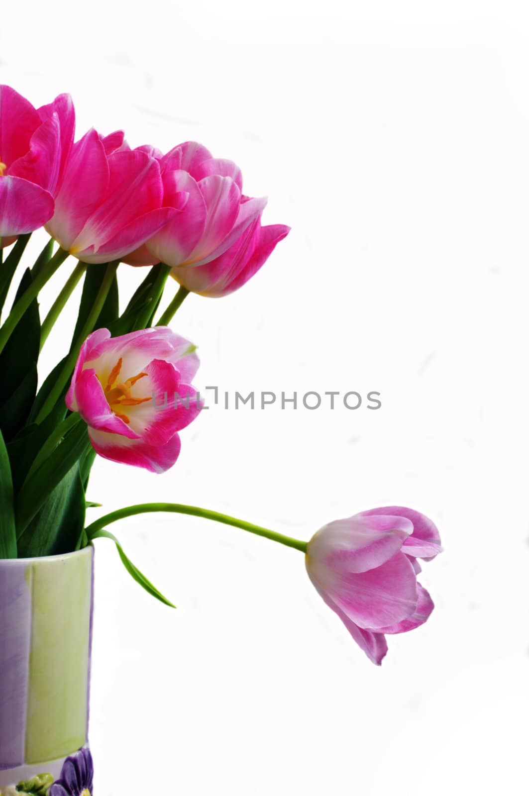 Lots of pink tulips in vase